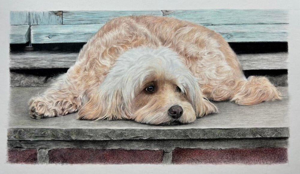 Bonny Snowdon pet portrait artist